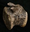 Edmontosaurus Caudal Vertebrae - South Dakota #5882-3
